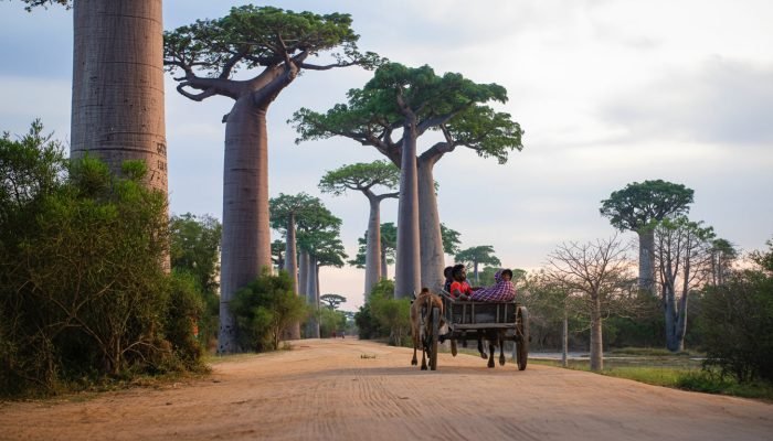 allée de baobab allée de baobab